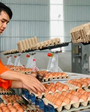 Máy Phân Loại Trứng Gà