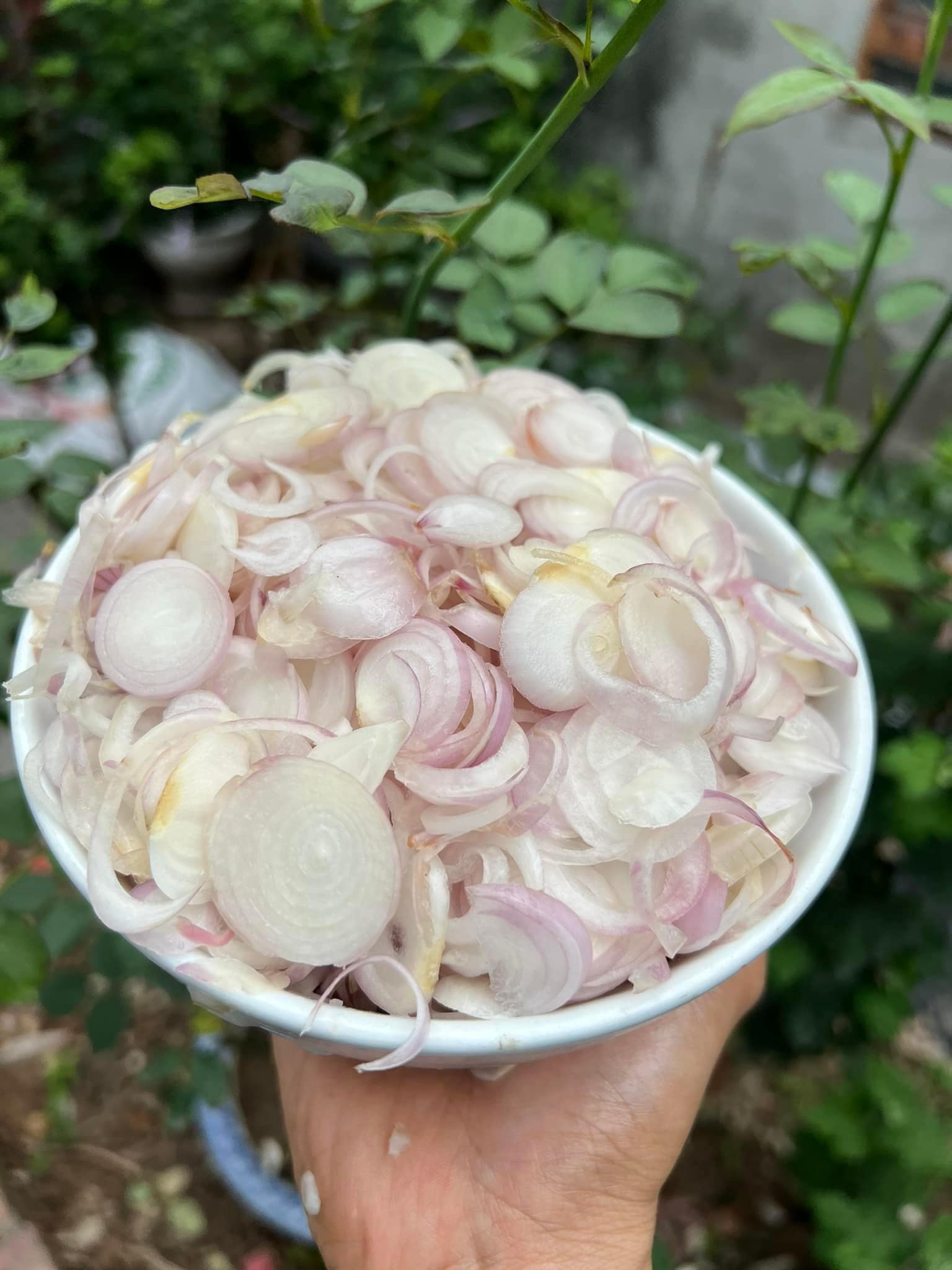Máy bóc vỏ hành tỏi

