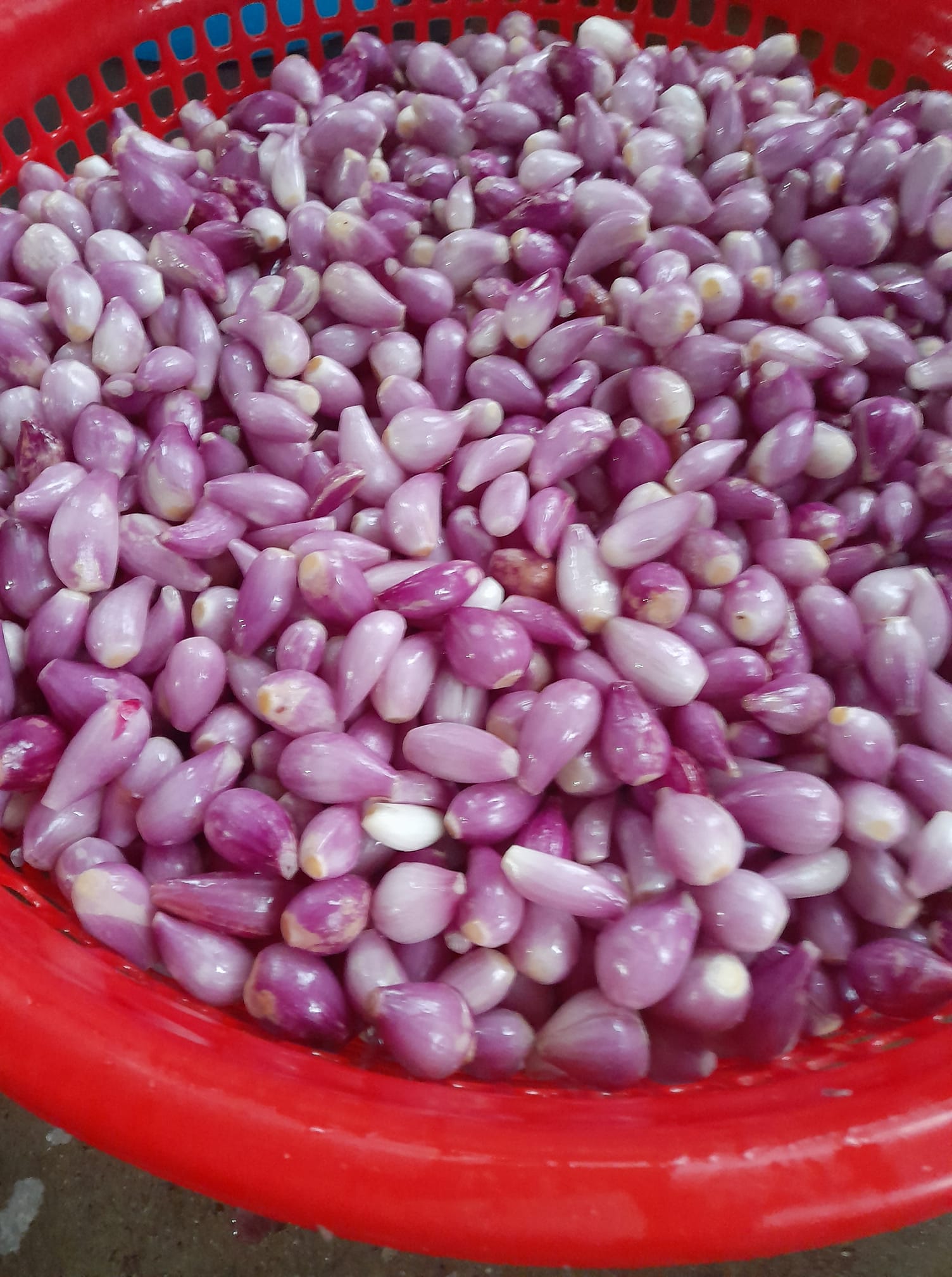 Máy bóc vỏ hành tỏi
