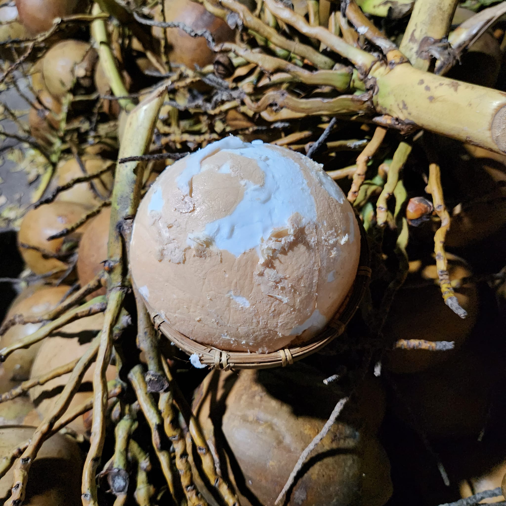 Máy Tách Gáo Dừa KaiBa